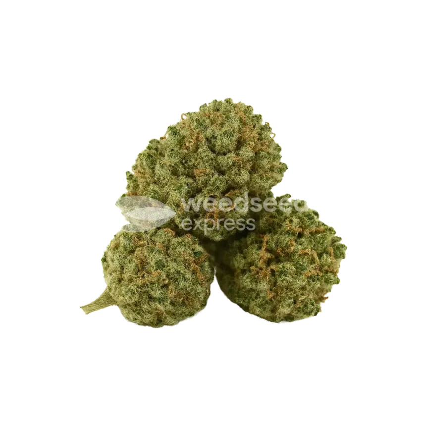 Khalifa Kush Auto Bud