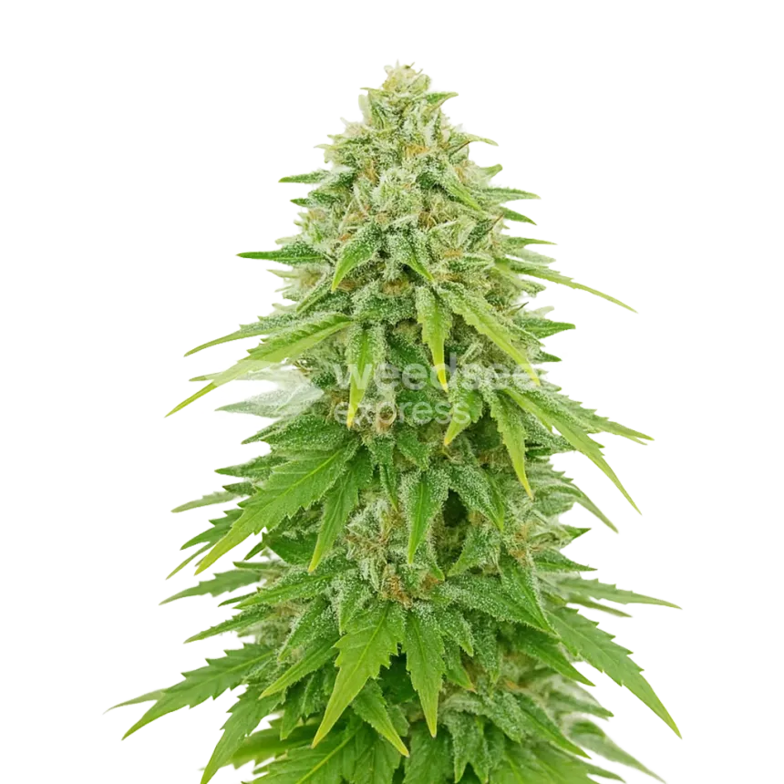 Khalifa Kush Auto Plant