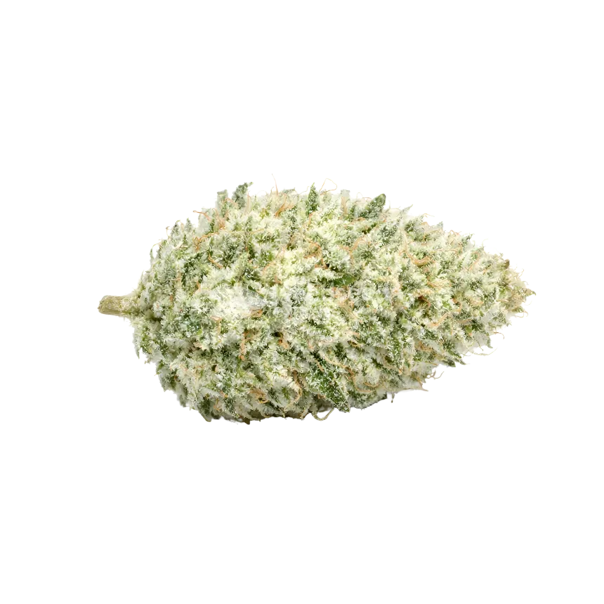 Lamb's Bread Autoflower Cannabis-top