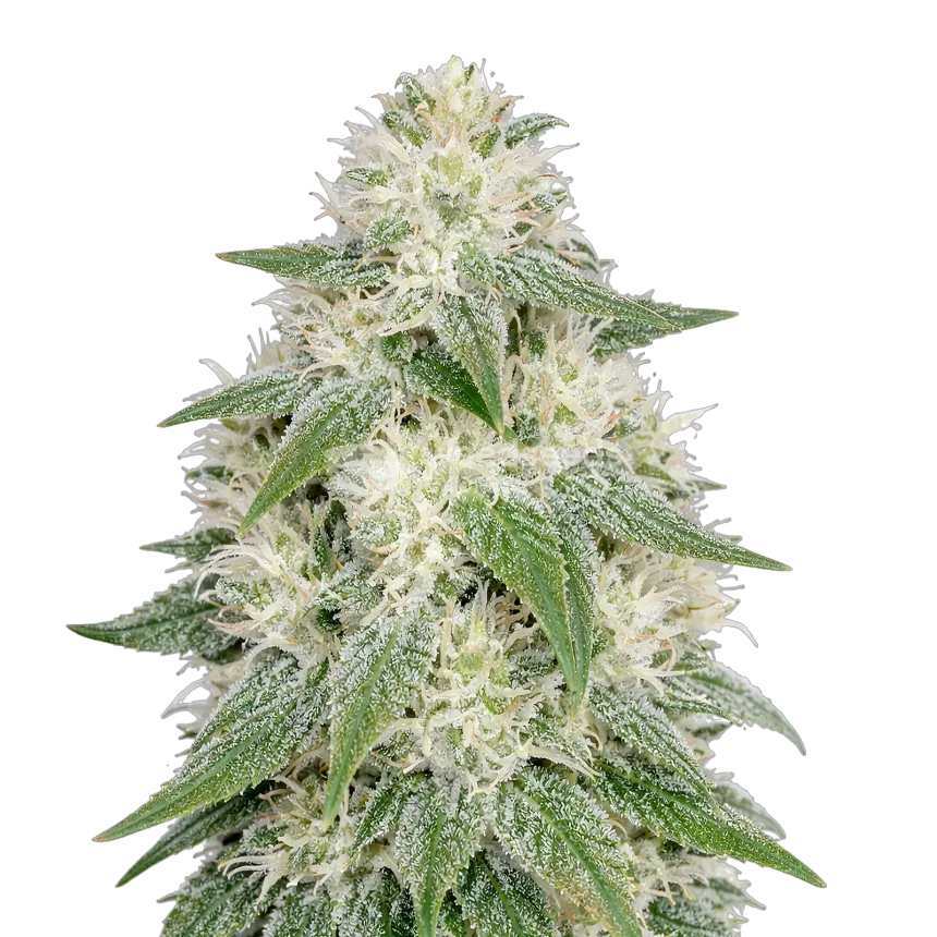 Lamb's Bread Autoflower Cannabis Plant