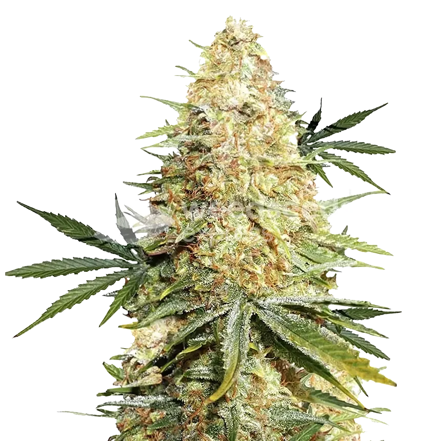 Legend OG Plant