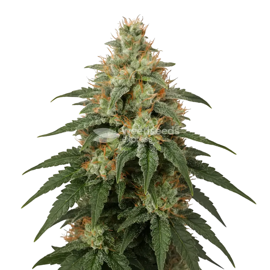 London Pound Cake Cannabis Plant