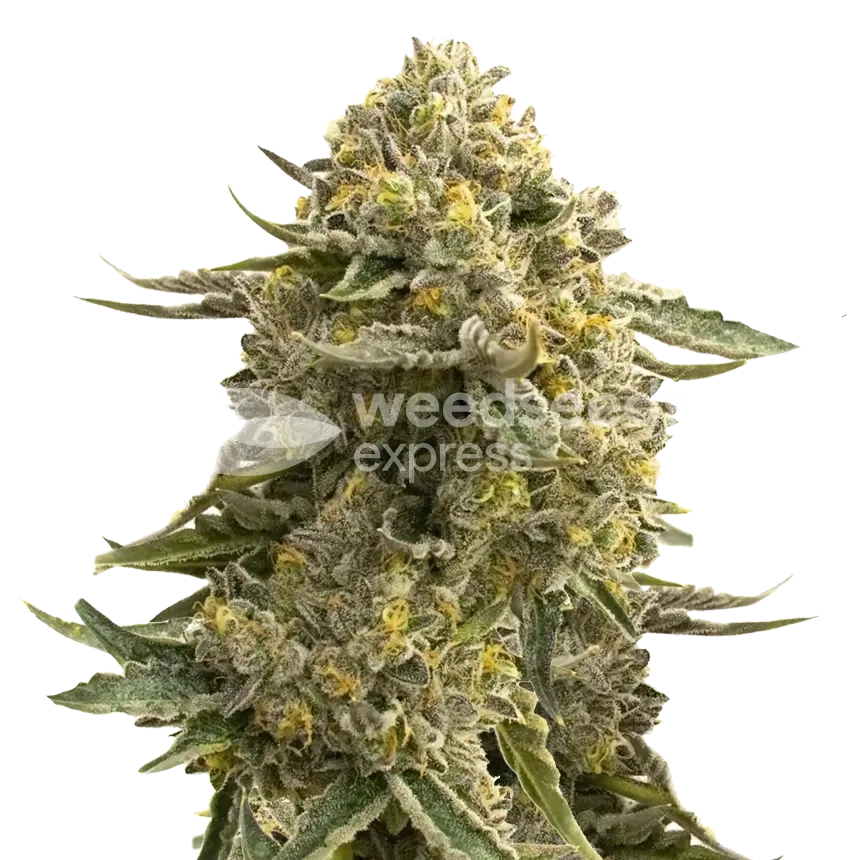 Love Potion plant