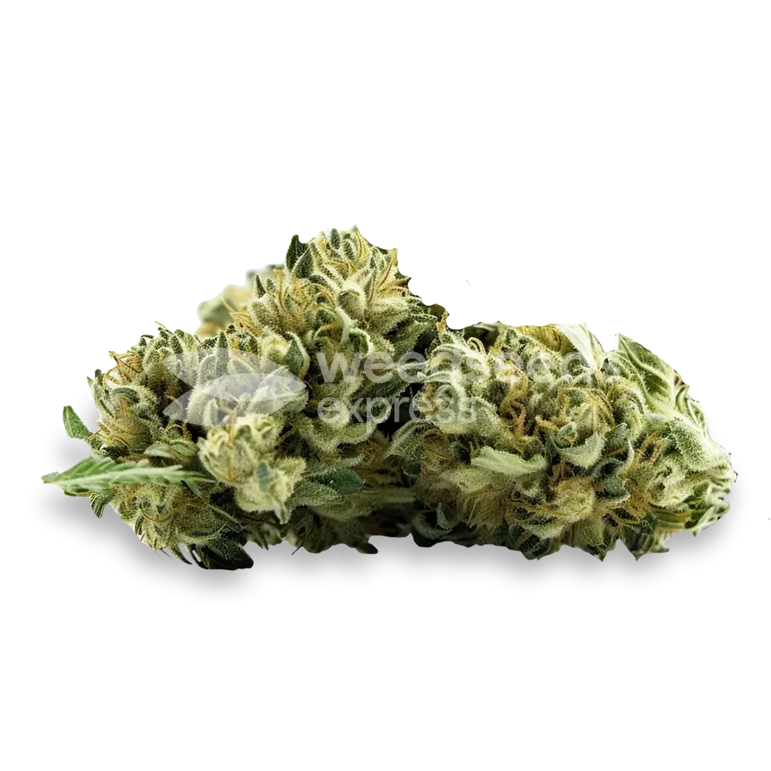 MAC 1 top