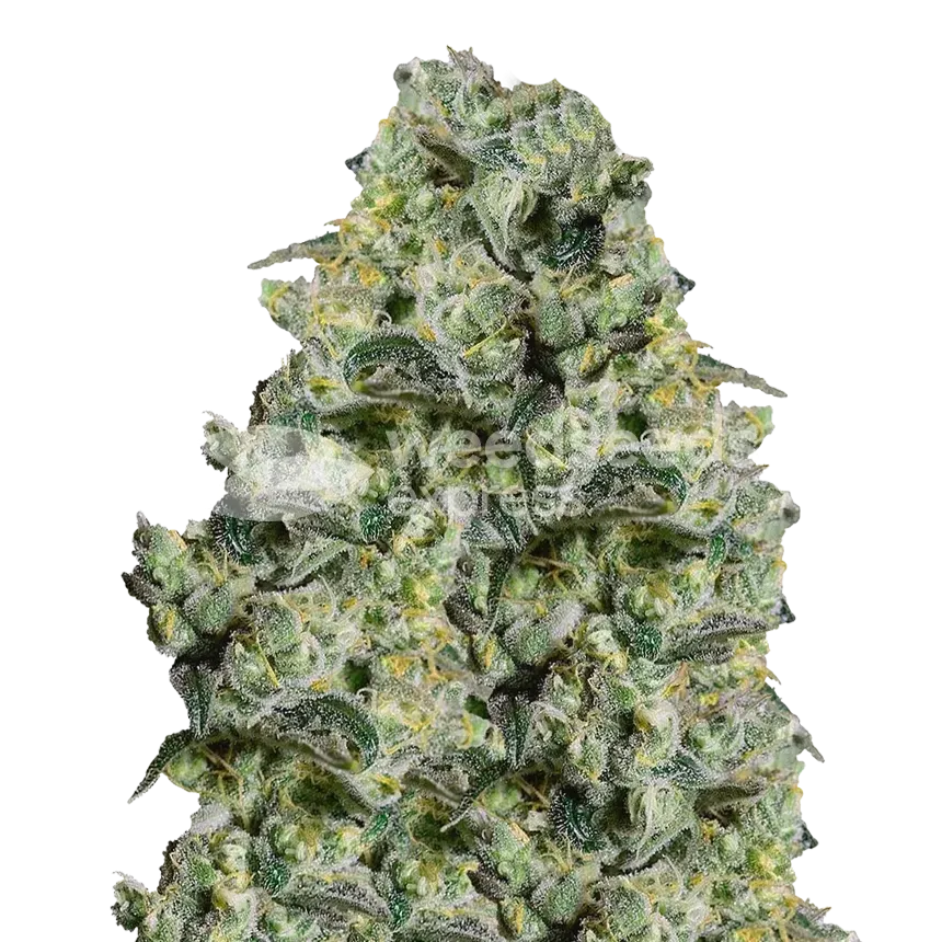 MAC 1 plant