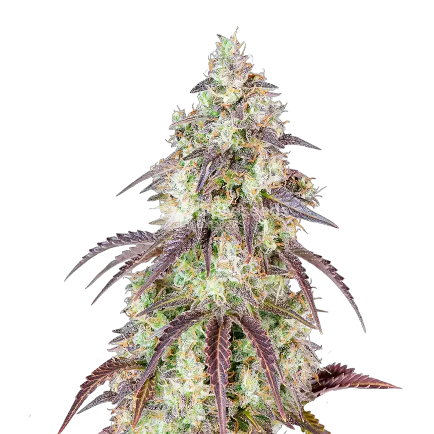 Mendo Breath Cannabis Plant