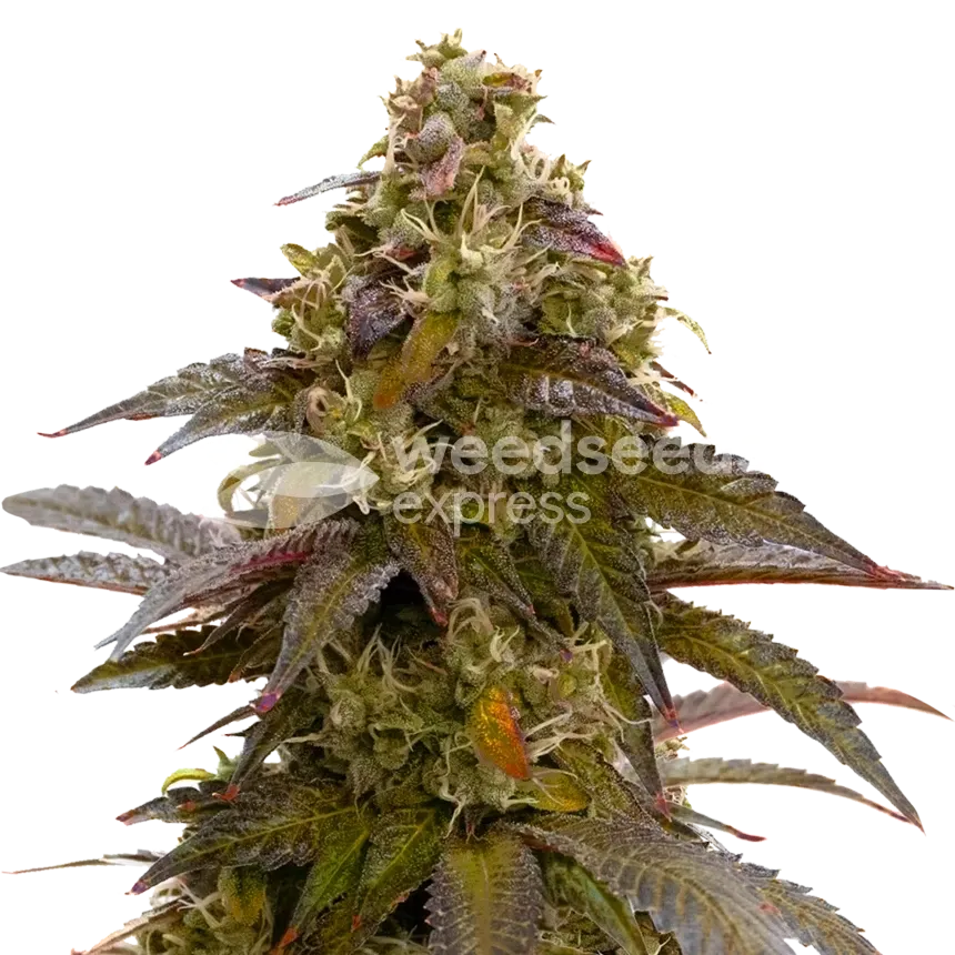 Mimosa plant