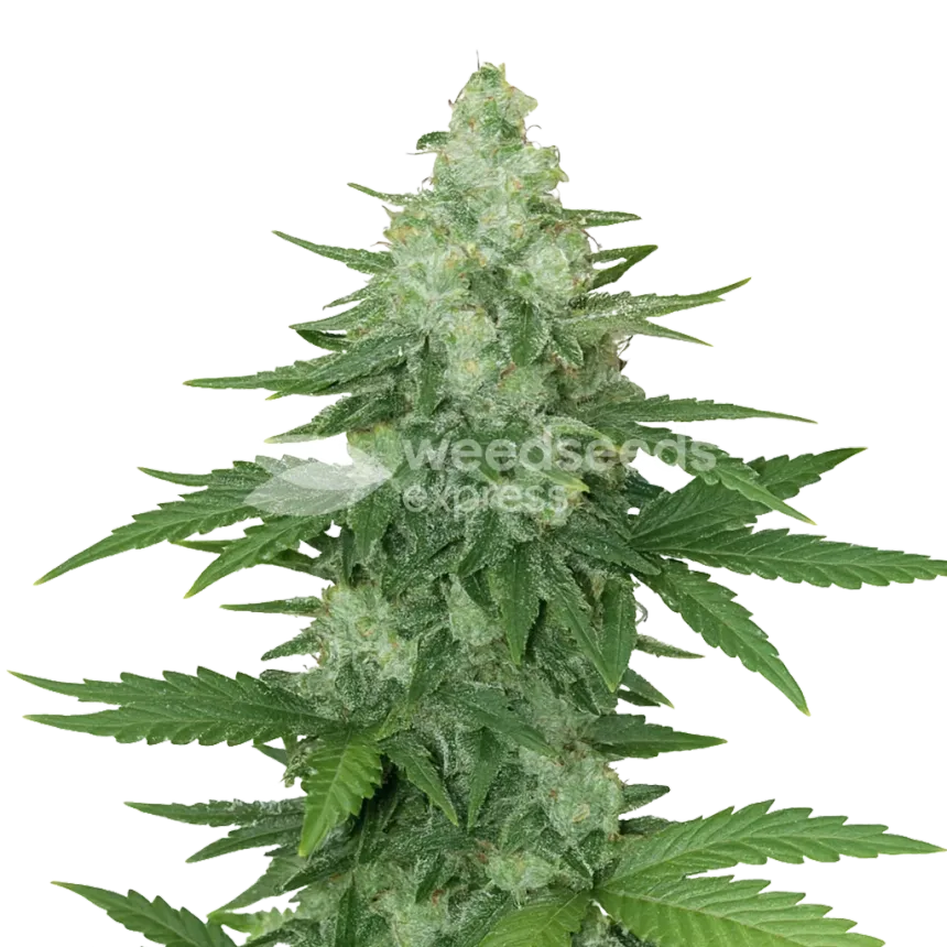 Moonshine Cookies Auto Plant