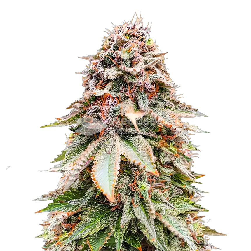 Nova OG plant