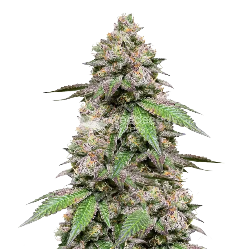 Plushberry Autoflower Plant
