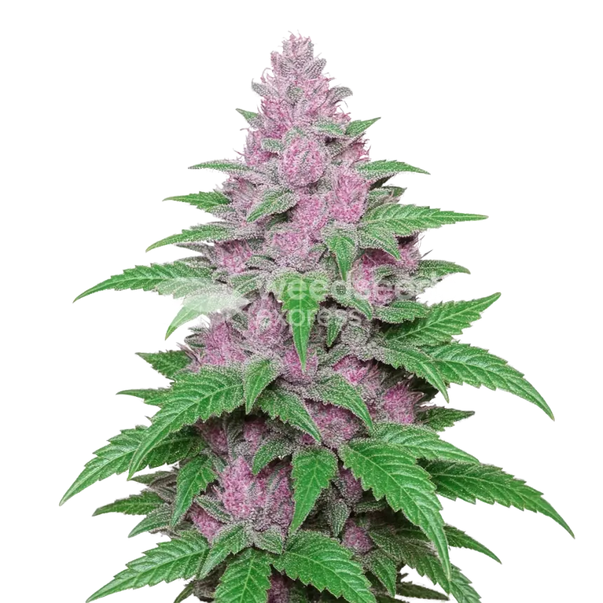 Purple Lemonade Auto Plant