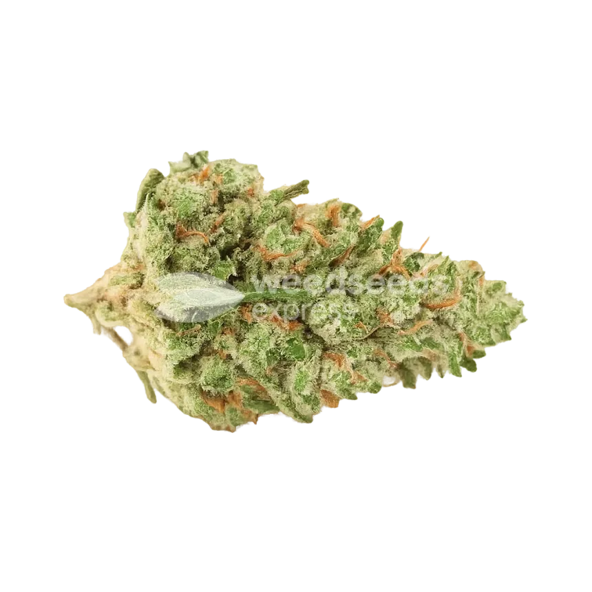 Rainbow Auto Bud
