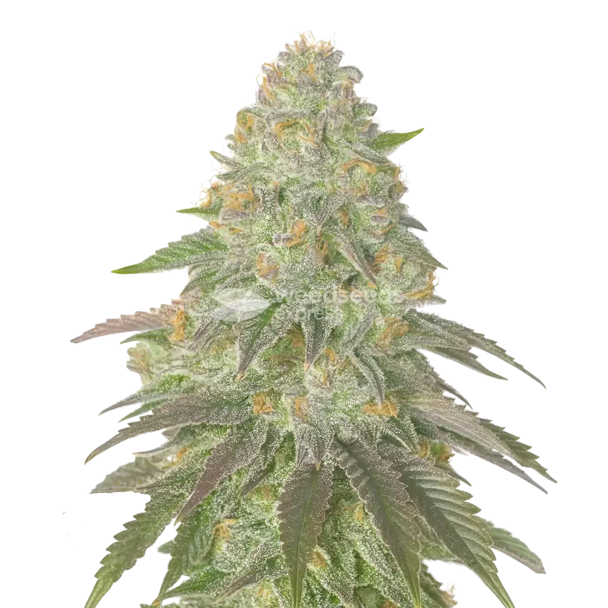 Rainbow Belts Cannabis Plant