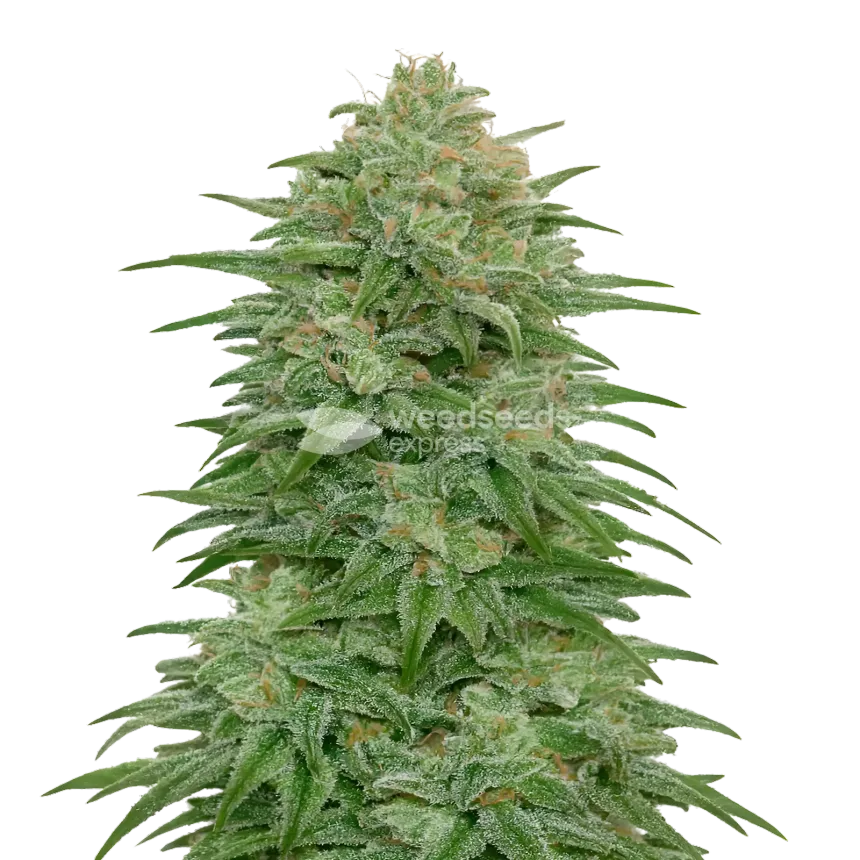 Romulan Cannabis Plant