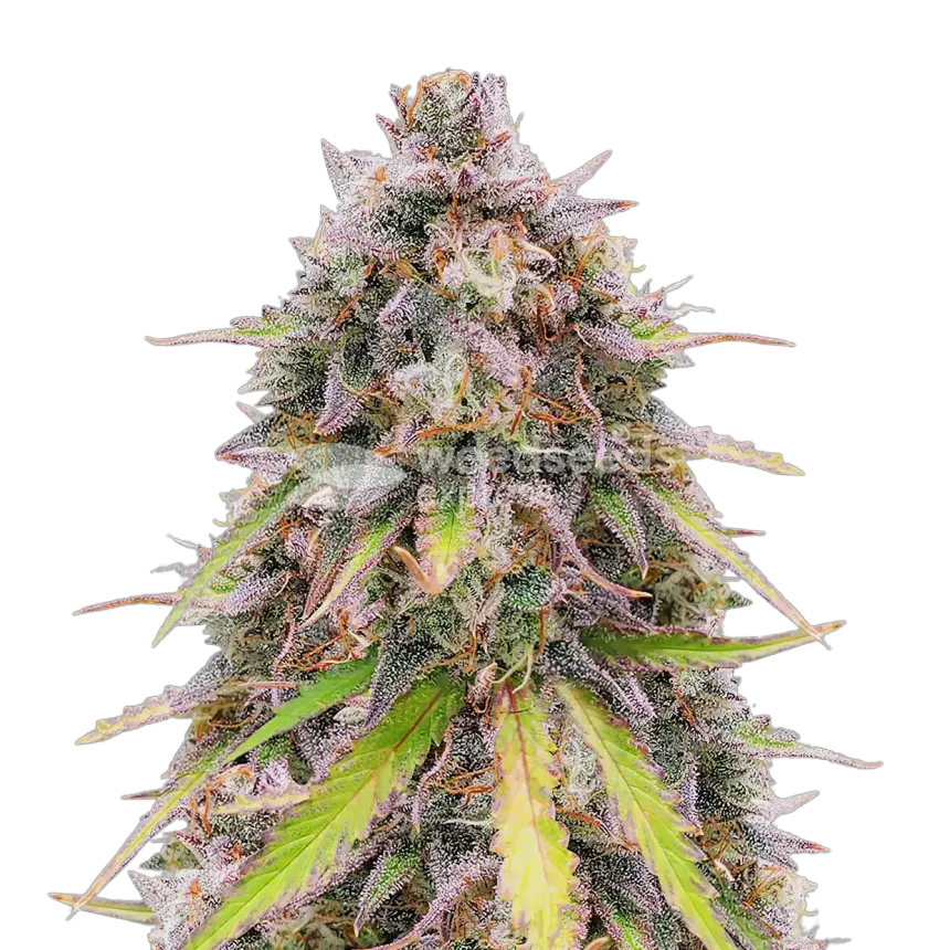 RS11 Rainbow Sherbert 11 Plant