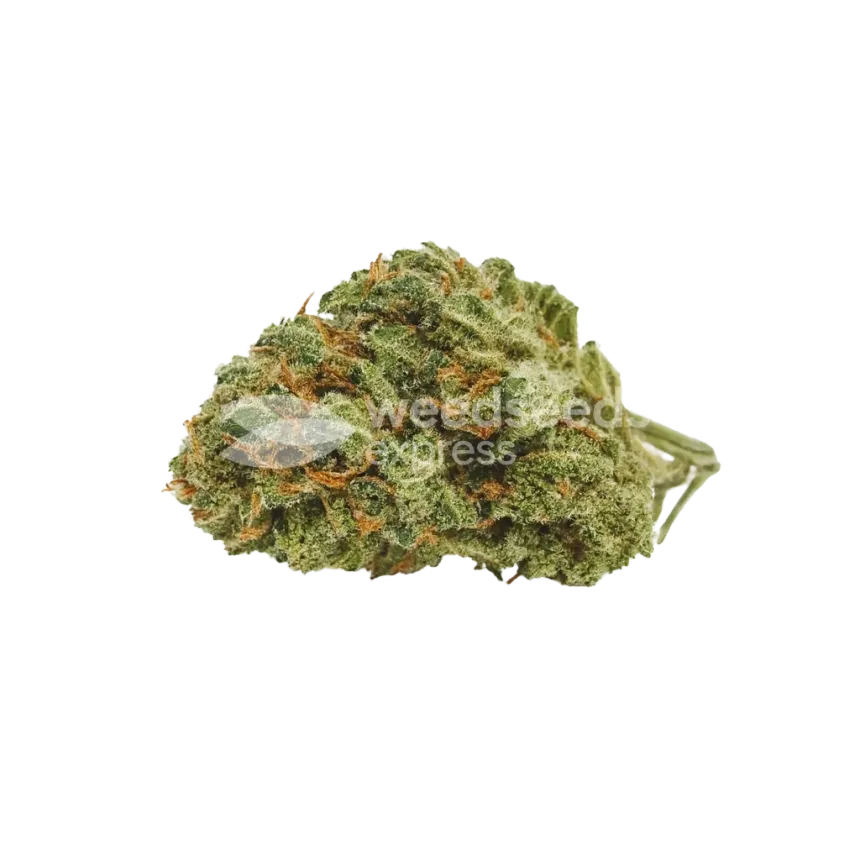 Runtz Auto Bud