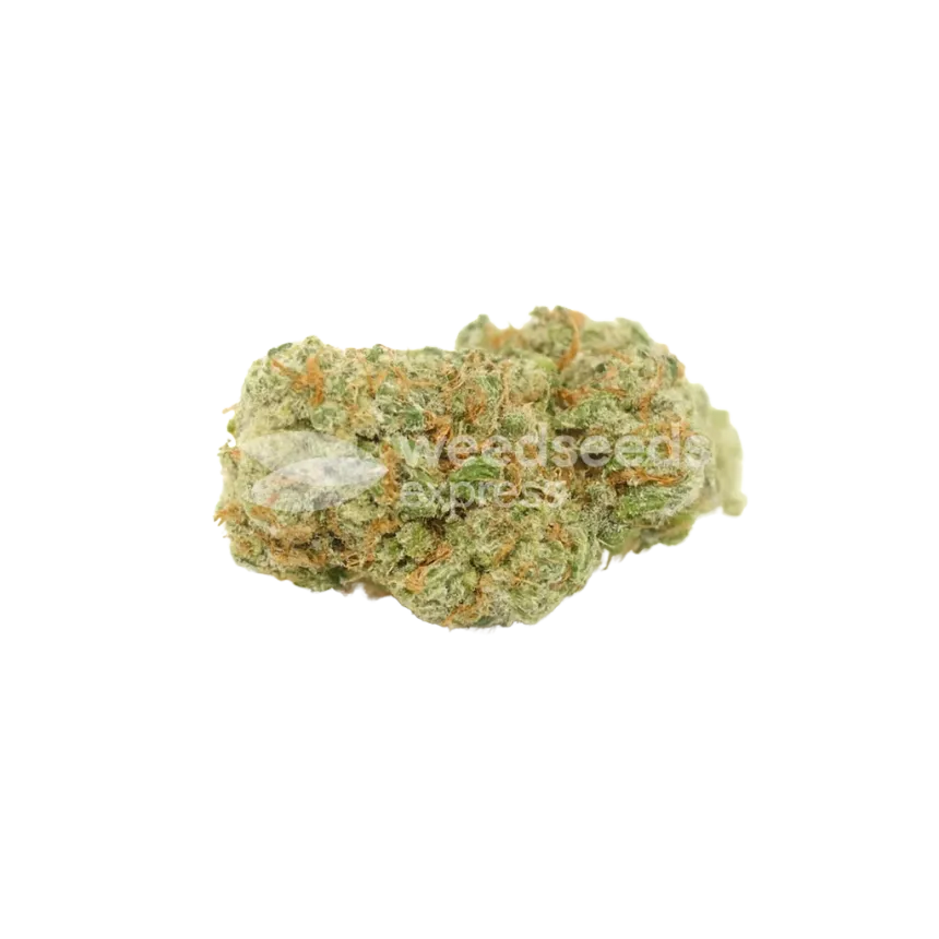 Sexxpot Auto Bud