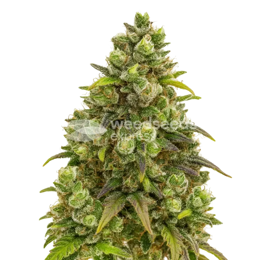 Sexxpot Auto Plant