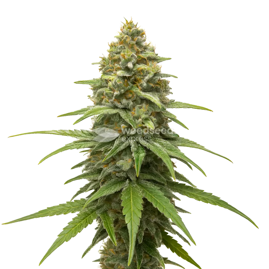 Skunk #1 Cannabis Plant