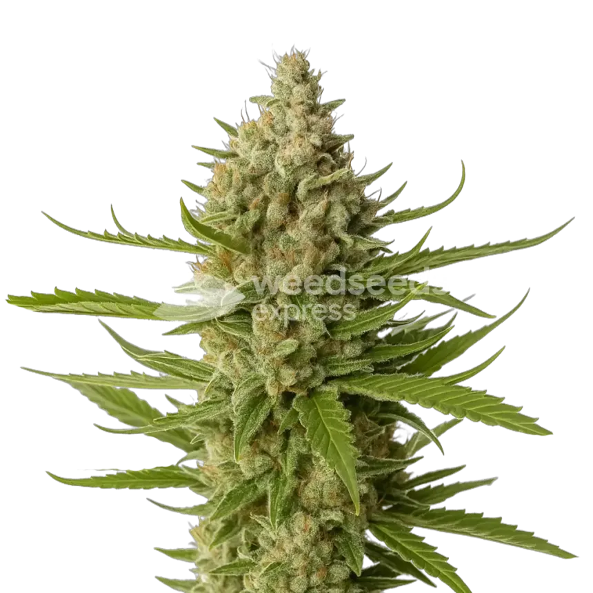 Snoop Dogg OG Plant