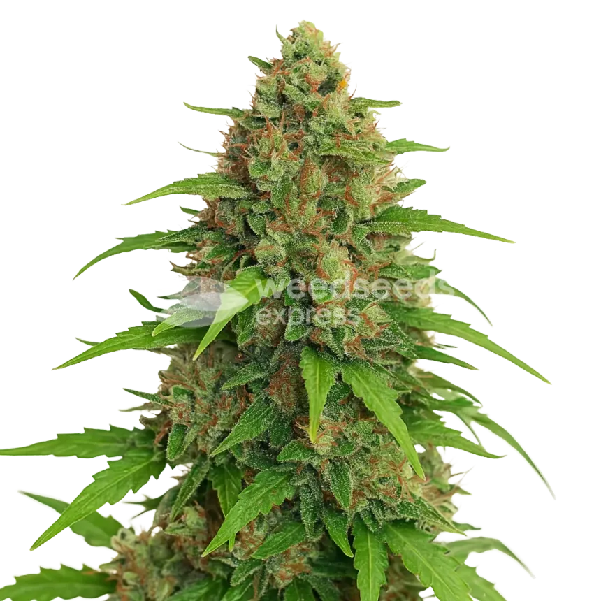 Strawberry Banana Auto Plant