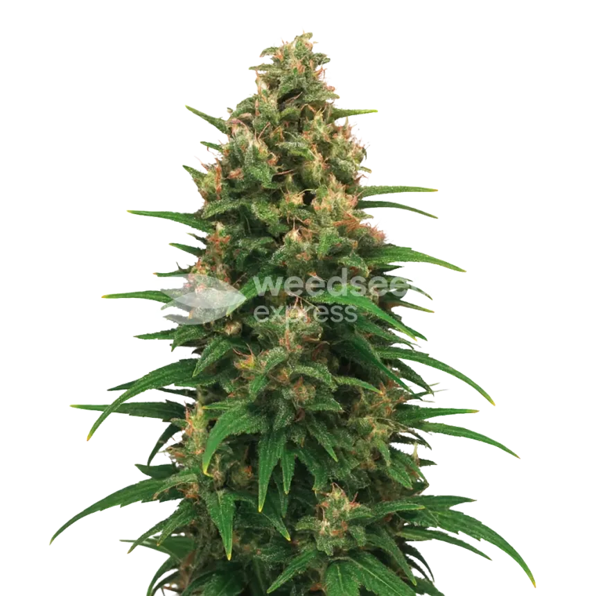 Strawberry Cough Auto Plant