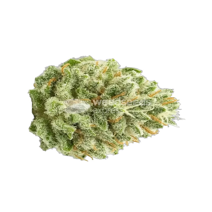 Super Boof autoflower-Top