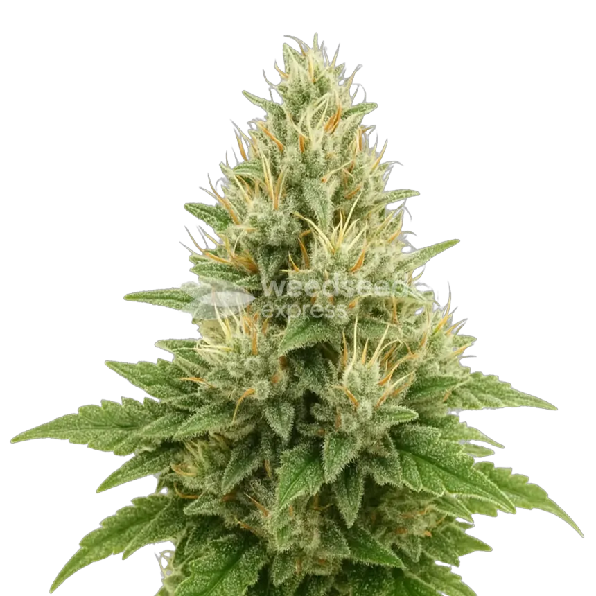 Super Boof autoflower plant