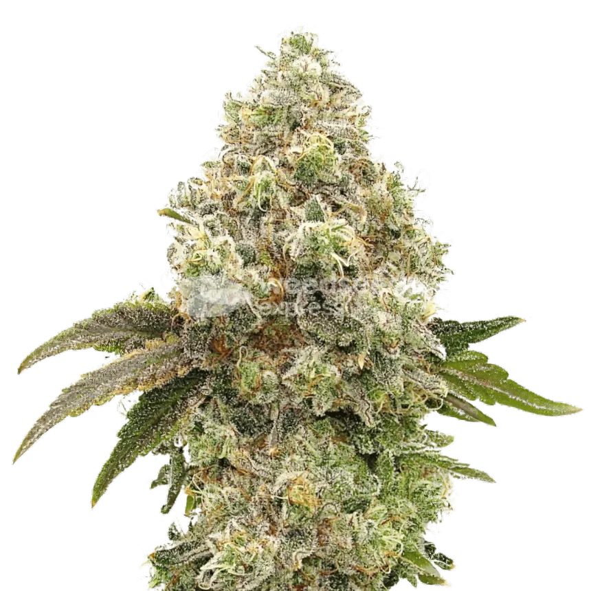 Super Boof Plant