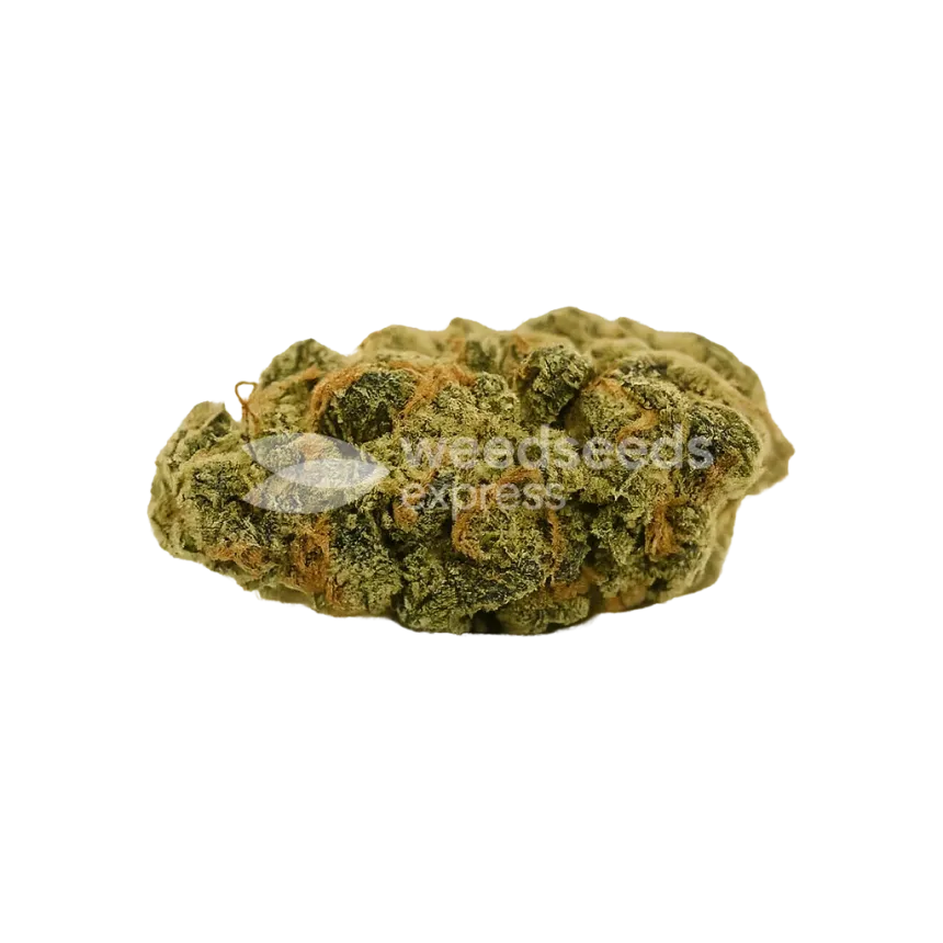Super Lemon Haze Auto Bud