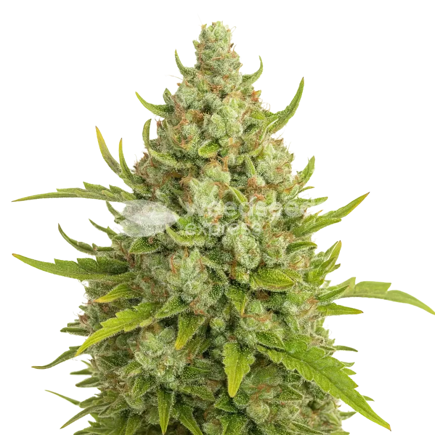 Super Lemon Haze Auto Plant