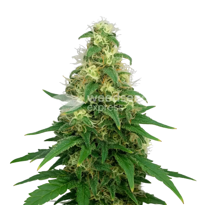 Super Silver Haze Auto Plant