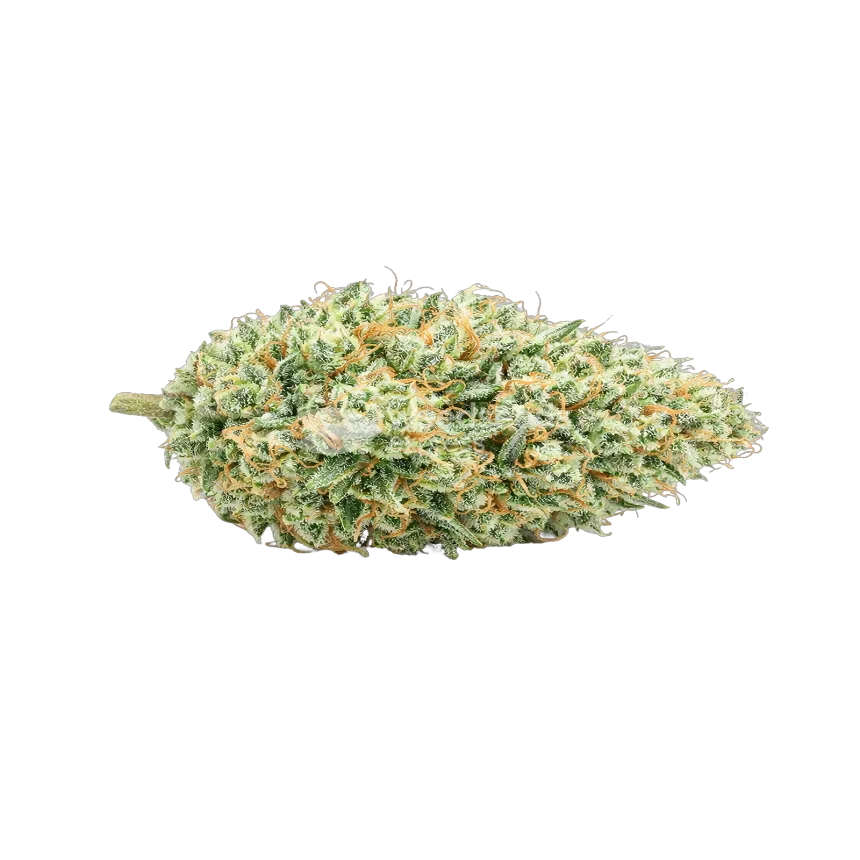 Tetra Express Autoflower Cannabis-top