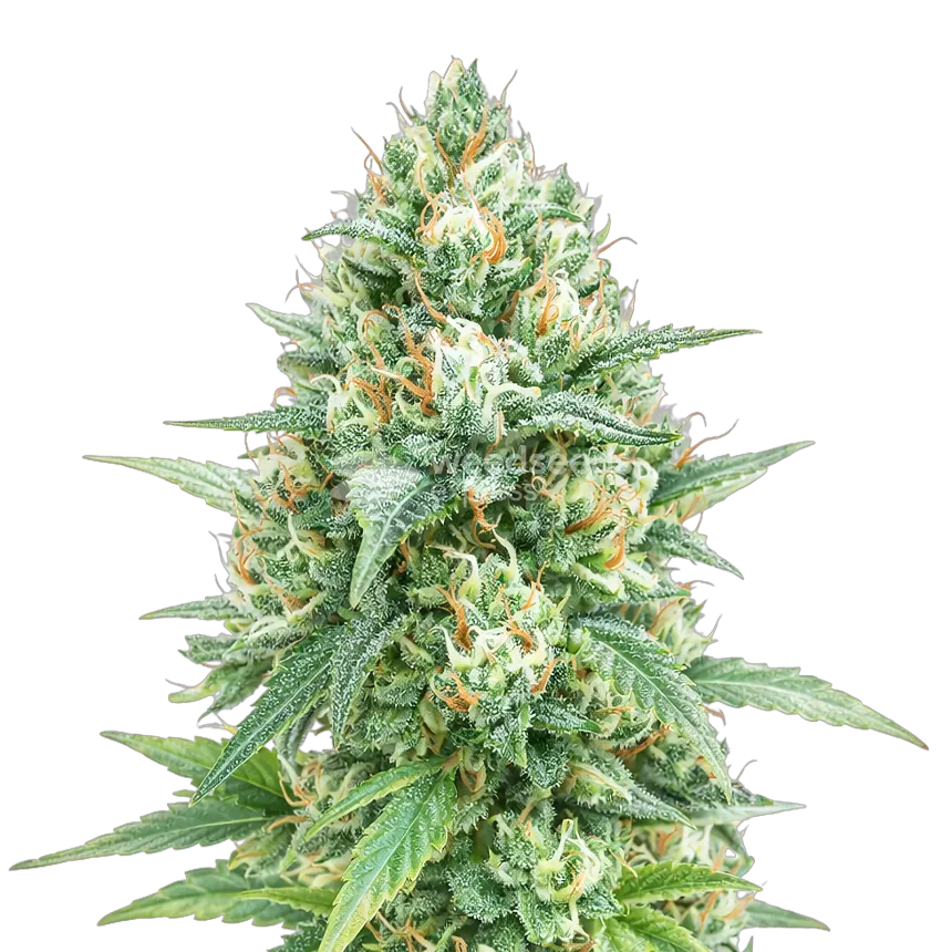 Plante de cannabis Tetra Express Autoflower