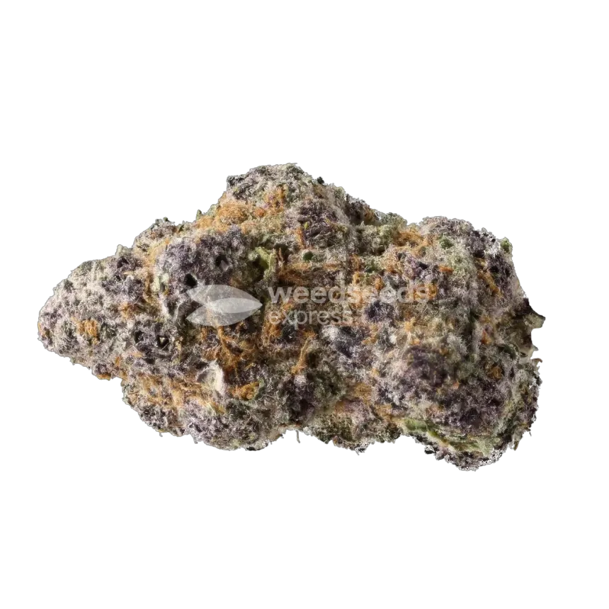 Tropicana Cherry Bud