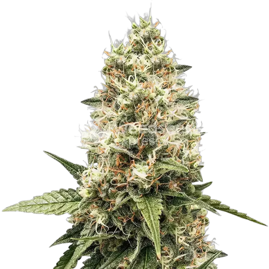 Watermelon Gelato Plant