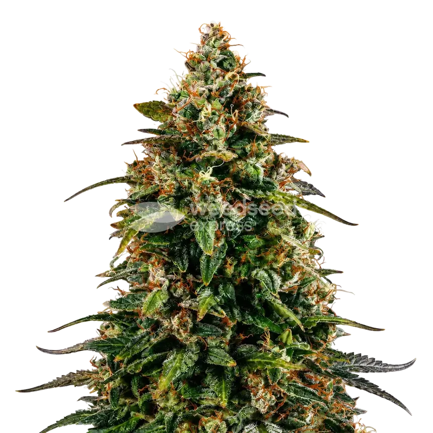 Watermelon Zkittlez Plant