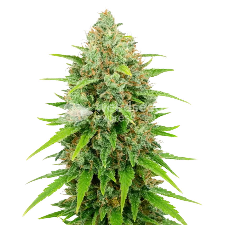 White Rhino Auto Plant