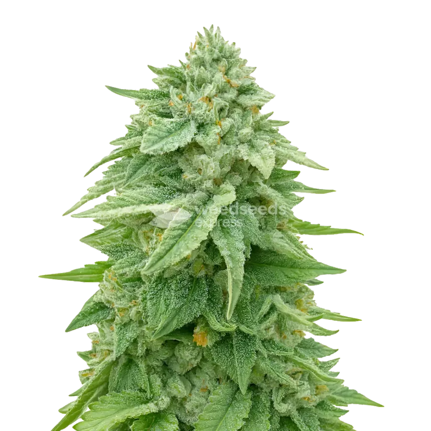 White Truffle Cannabis Plant