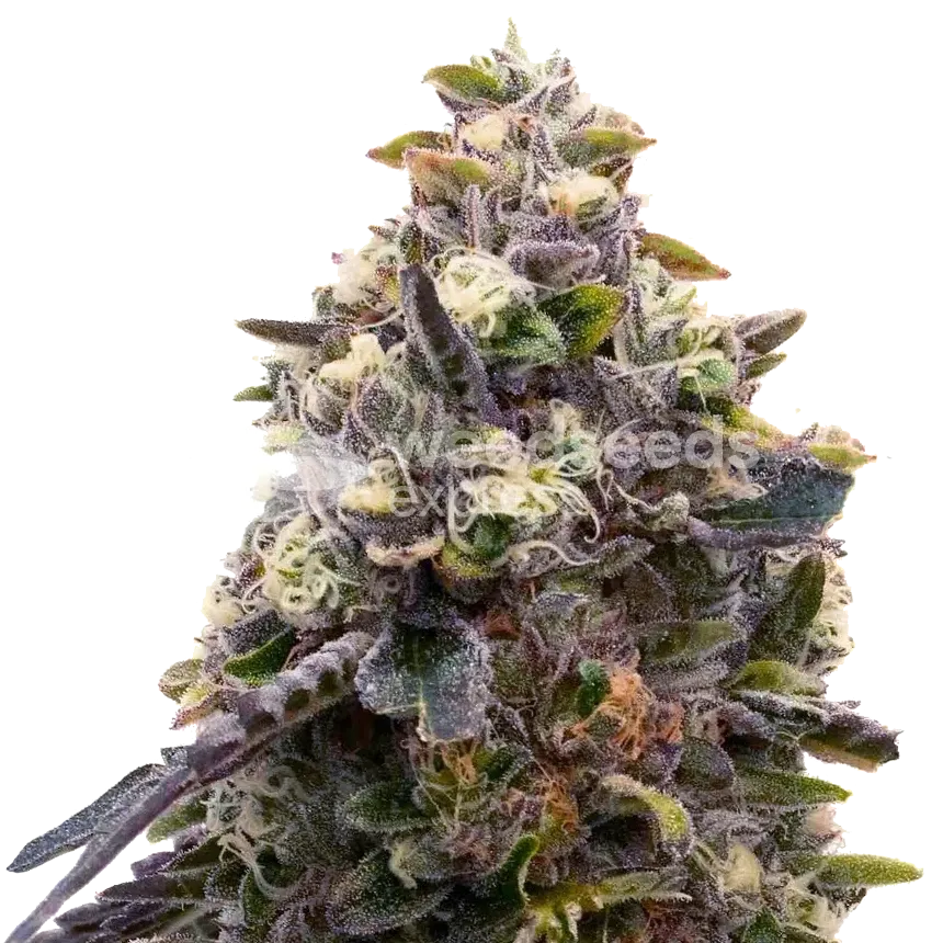 Zoap plant