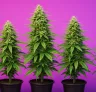 5 Beste Autoflower Soorten voor Stealth en Discrete Kweek