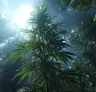 5 Belangrijke Tips voor het Succesvol Telen van Landrace Cannabis