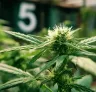 5 essentiële tips voor het omschakelen van fotoperiode-cannabisplanten van de vegetatieve fase naar de bloeifase