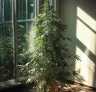6 gevorderde tips om de hoogte van Sativa cannabis binnen te beheersen