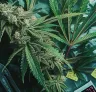 6 Bewezen tips om de bloeitijd van je cannabisplanten te verkorten
