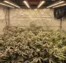 Geavanceerde training van cannabisplanten: de ultieme gids om de opbrengst te maximaliseren