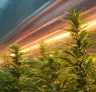 Beginnersgids voor het kweken van snelbloeiende cannabissoorten