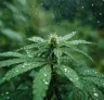 De beste CBD-cannabissoorten voor kweken in vochtige klimaten