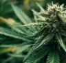 Beste Indica cannabis soorten voor buitenkweek in koelere noordelijke klimaten