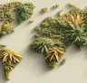 Beste landrace cannabissoorten voor tropische klimaten